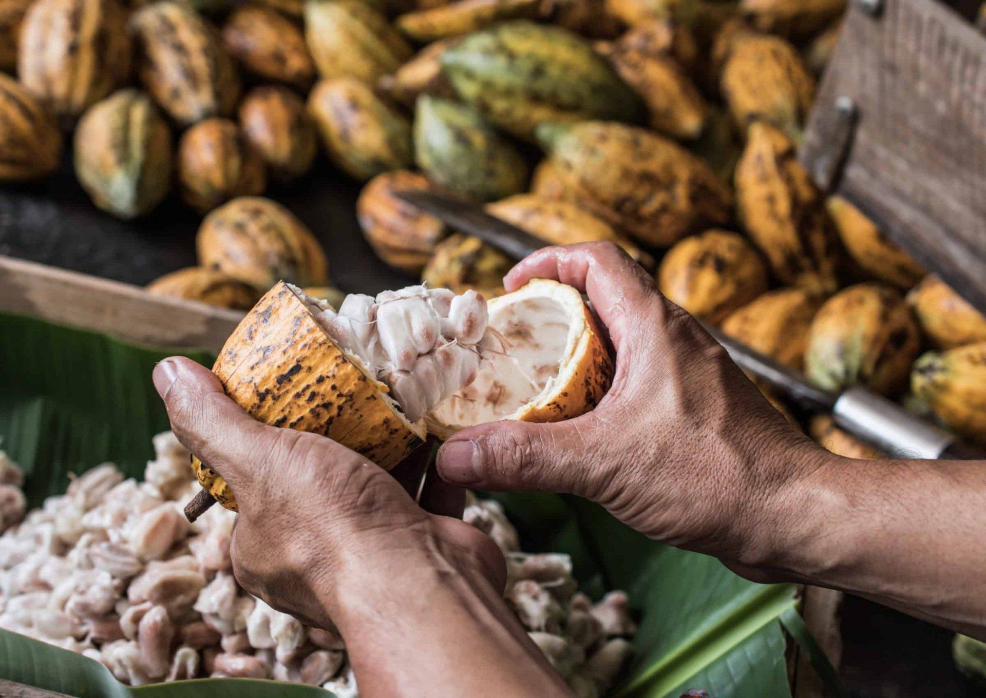 Philippines farm tourism to spur and to boom Cocoa industry - MNLToday.ph