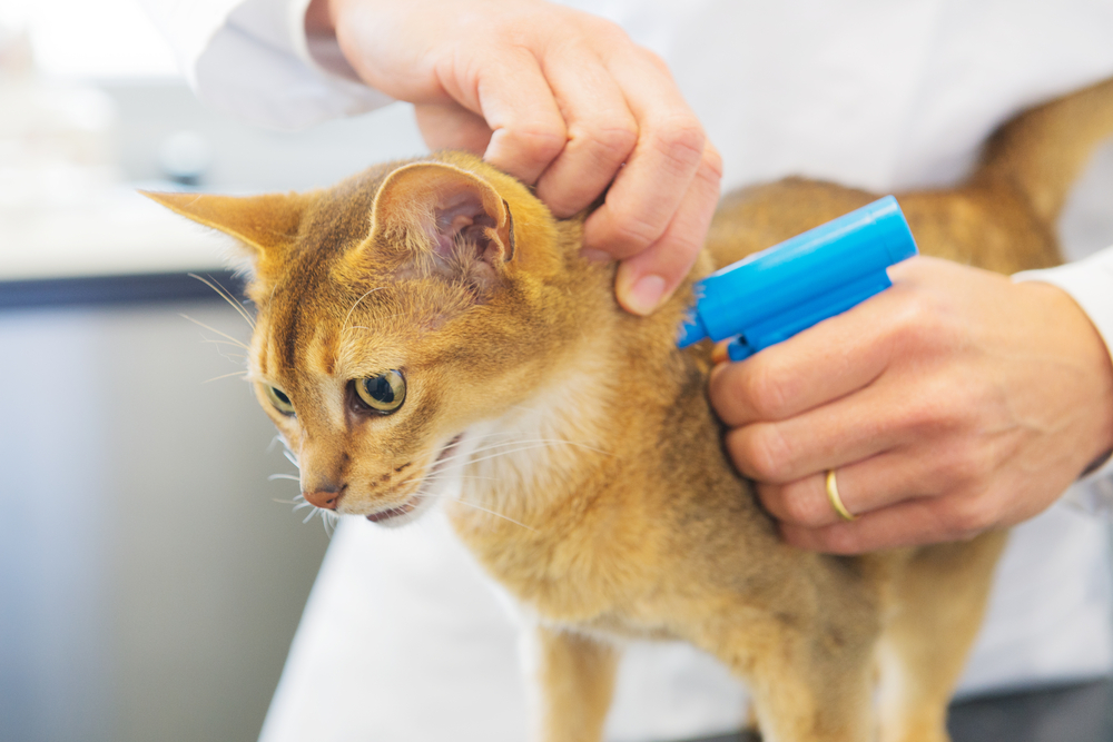 Why You Should Get Your Pets Microchipped MNLToday ph