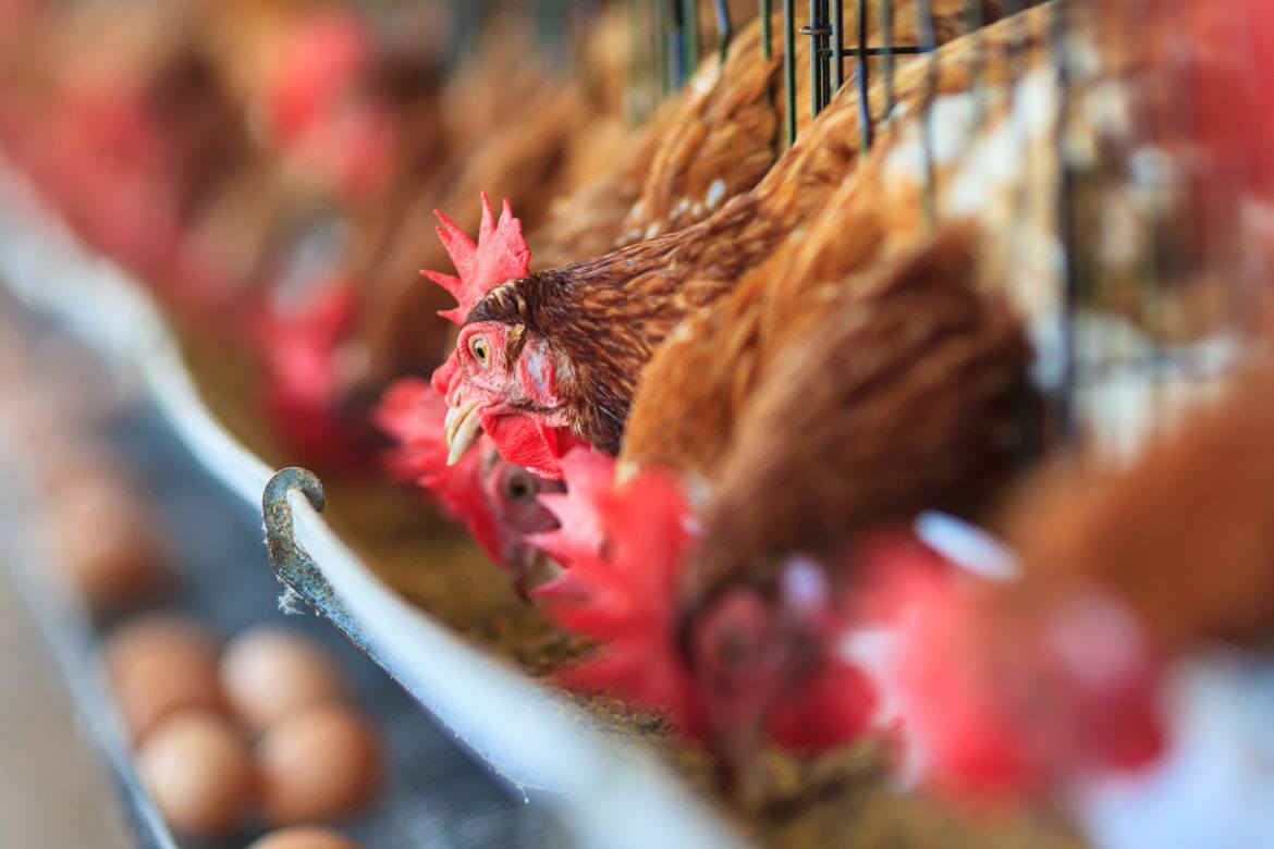 Bounty Fresh wants in with African poultry market