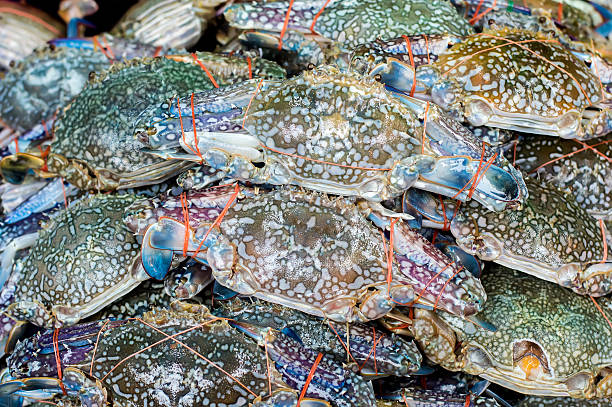 Blue swimming crabs (alimasag) harvvested in the Philippines are exported to various parts of the world.