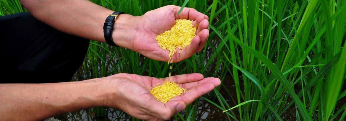 Golden rice gets safety approval in PH