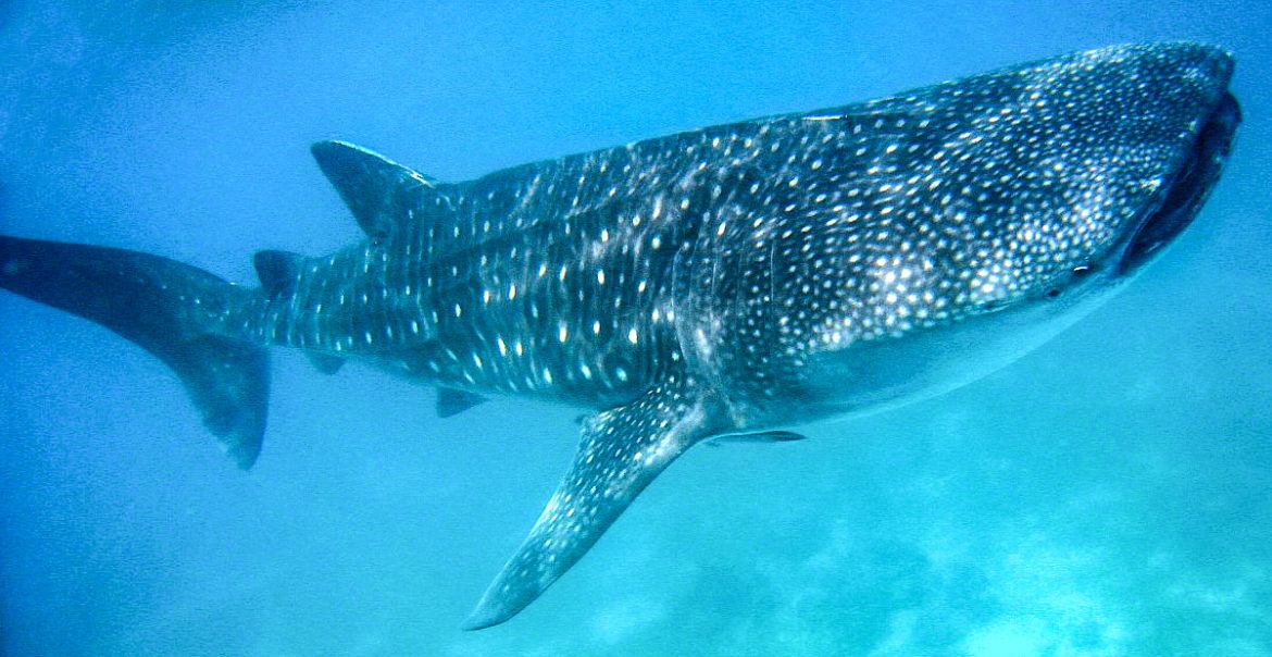 Govt urged to stop whale shark feeding in Bohol