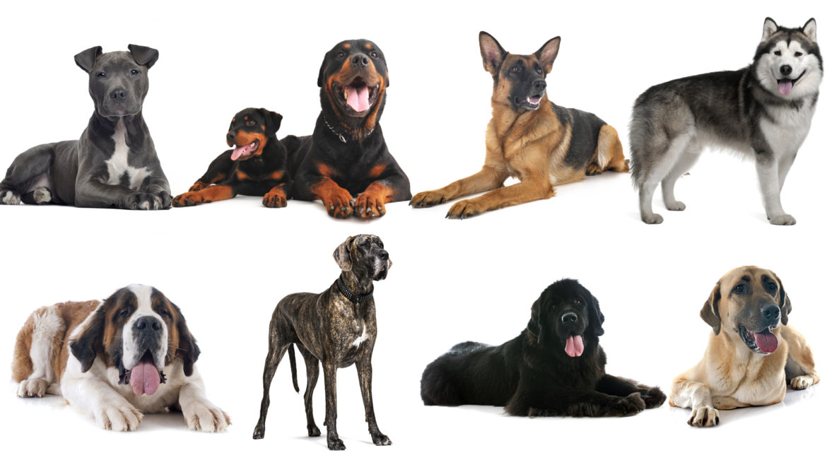 Thinking of owning Big and Strong Dogs: Check out these breeds that might be perfect for you