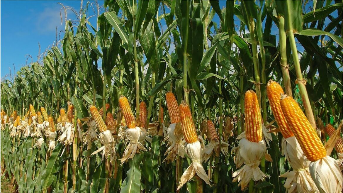 AgriNurture ties up with BuCor for corn plantation in Palawan