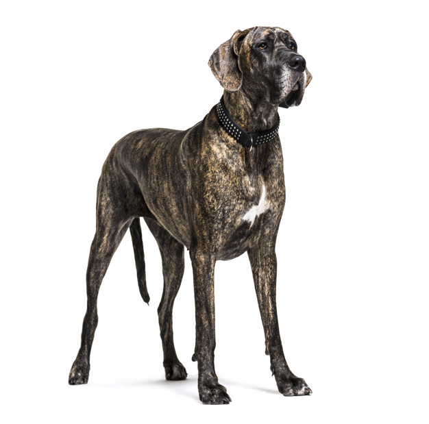 Thinking of owning Big and Strong Dogs: Check out these breeds that ...
