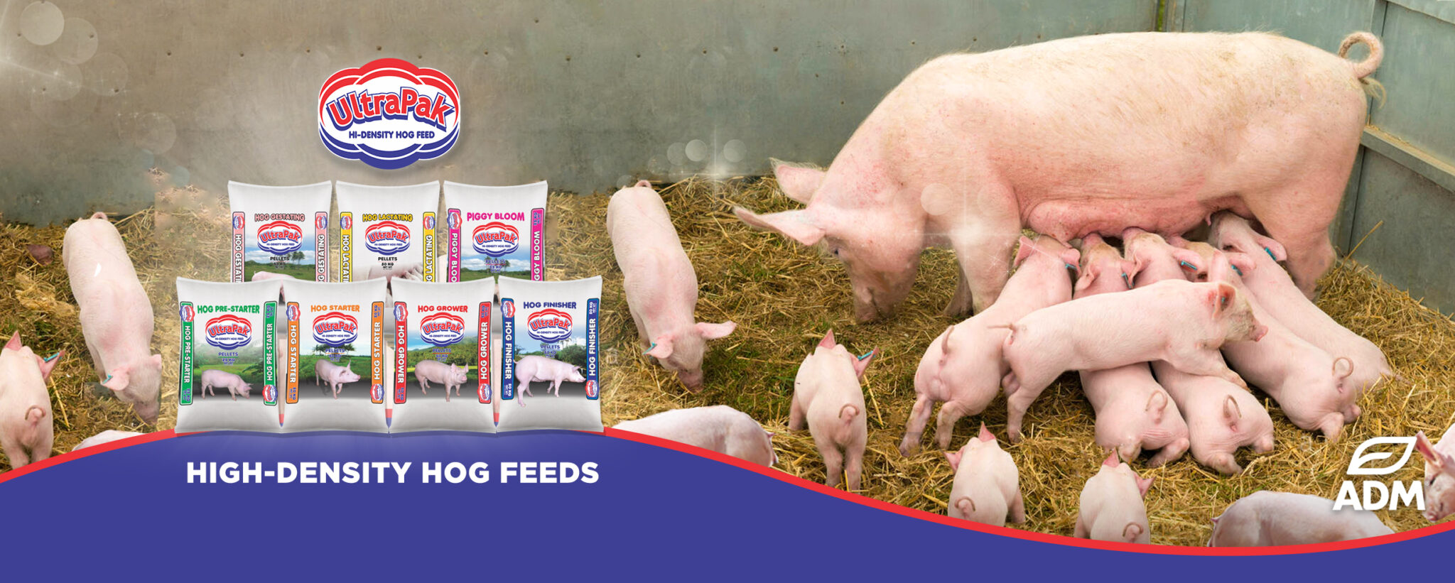 How to start your Backyard Hog Raising Business with ULTRAPAK MNLToday.ph