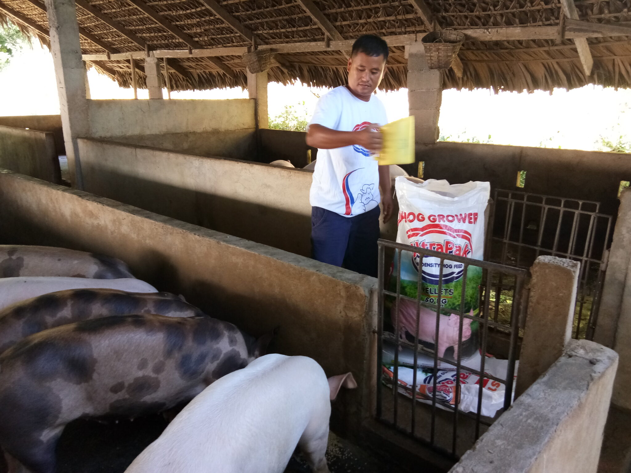 How to start your Backyard Hog Raising Business with ULTRAPAK MNLToday.ph