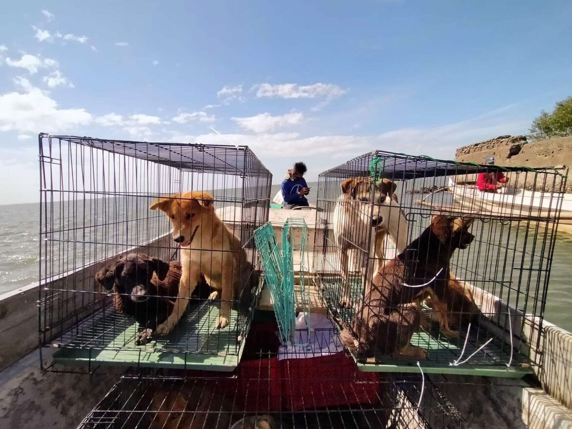 SMC partners with Animal Kingdom to rescue abandoned animals in Taliptip, Bulakan