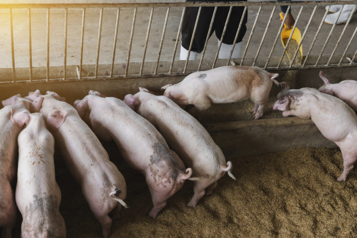 ADM helps prevent the spread of African Swine Fever in PH